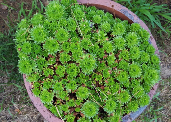 Pekerjaan-Pekerjaan Wanita Di Zaman Rasulullah