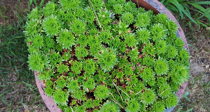 Pekerjaan-Pekerjaan Wanita Di Zaman Rasulullah