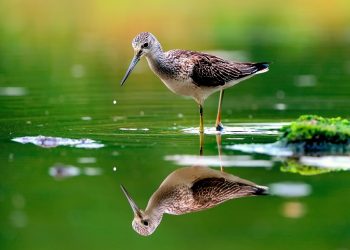 Seperti Rezeki Burung