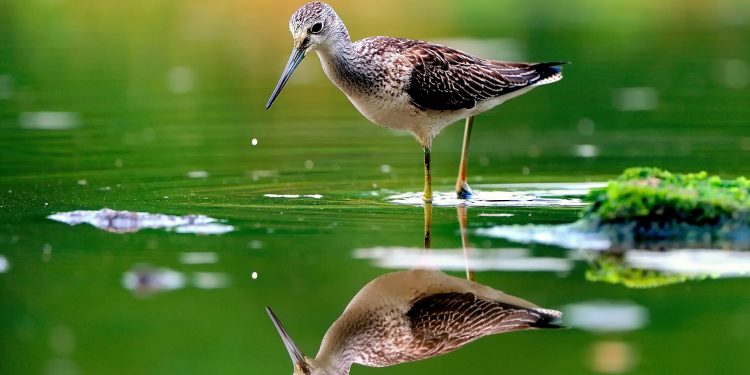 Seperti Rezeki Burung