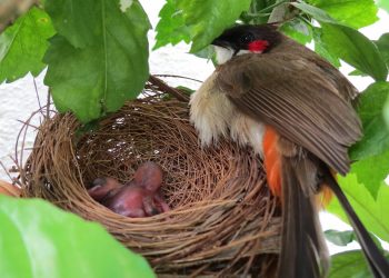 Akhlak untuk Anak Burung