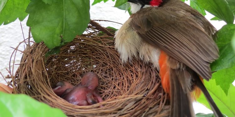 Akhlak untuk Anak Burung