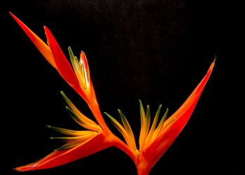 Cara Kerja Iri di Otak Manusia