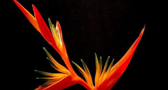 Cara Kerja Iri di Otak Manusia