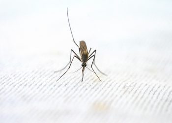 Provinsi Indonesia bebas malaria