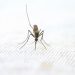 Provinsi Indonesia bebas malaria