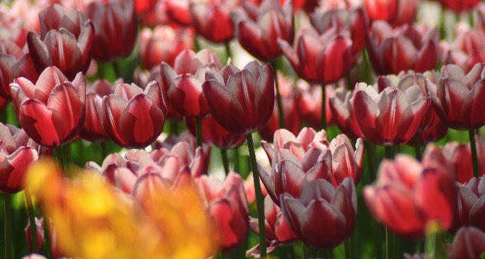 Umar bin Khattab Cemburu dengan Sedekah Abu Bakar