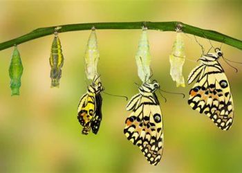 Tentang Hikmah Puasa Dua U