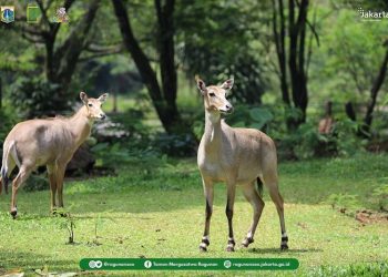 Ragunan Wajib Daftar Online, Berikut Caranya