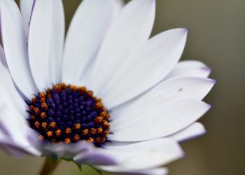 Hudzaifah Ibnul Yaman, Orang Kepercayaan Umar