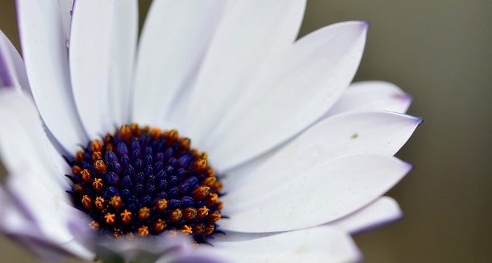 Hudzaifah Ibnul Yaman, Orang Kepercayaan Umar