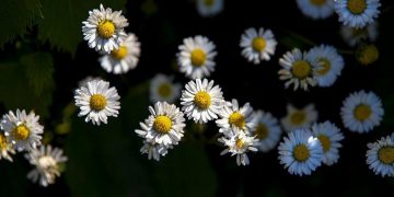 Abu Ubaydah Bin Jarrah, Orang Terpercaya Umat Ini