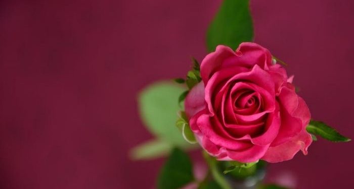 Sifat Malu yang Benar