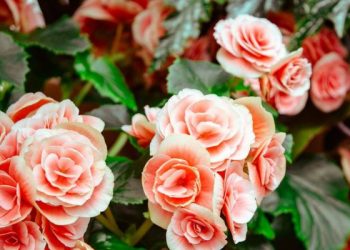 Kiat-kiat Meraih Syafaat di Hari Kiamat