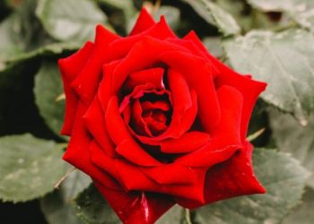 Berdoa untuk Mendapatkan Husnul Khatimah