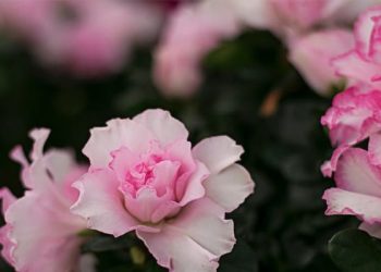 Sederhananya Kebahagiaan