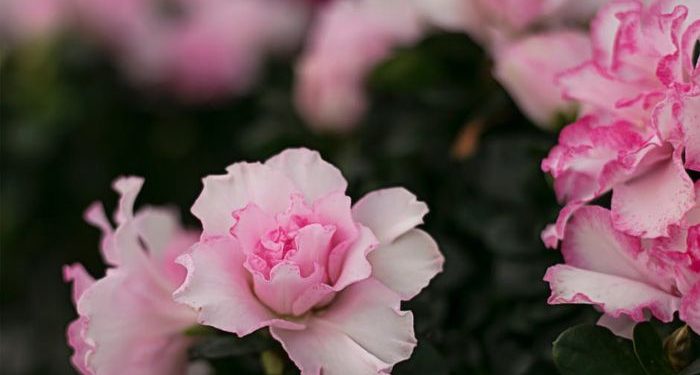 Sederhananya Kebahagiaan