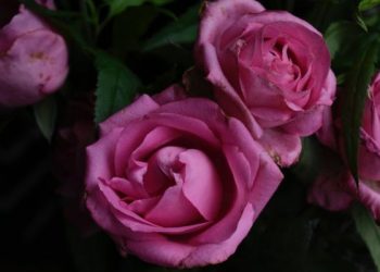 6 Ghibah yang Diperbolehkan