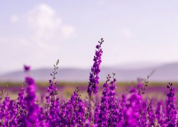 Bahayanya Dipuji Manusia