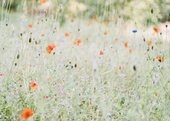 Hakikat Beriman kepada Takdir