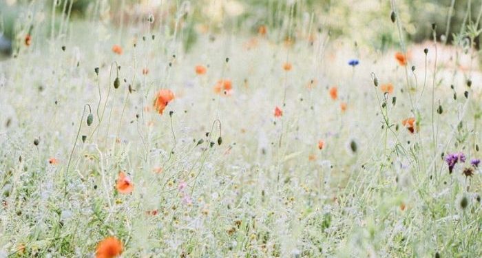 Hakikat Beriman kepada Takdir