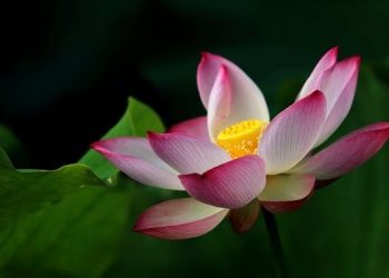 Cara Mengajarkan Tauhid kepada Anak-anak