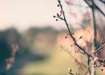 Rasulullah Menangis Mendengar Bacaan Al-Qur’an