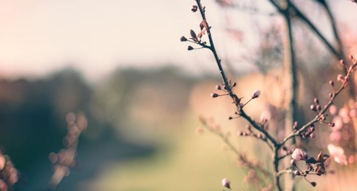Rasulullah Menangis Mendengar Bacaan Al-Qur’an