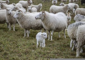 Ummu Mabad, Wanita Dermawan Pemilik Peternakan Domba