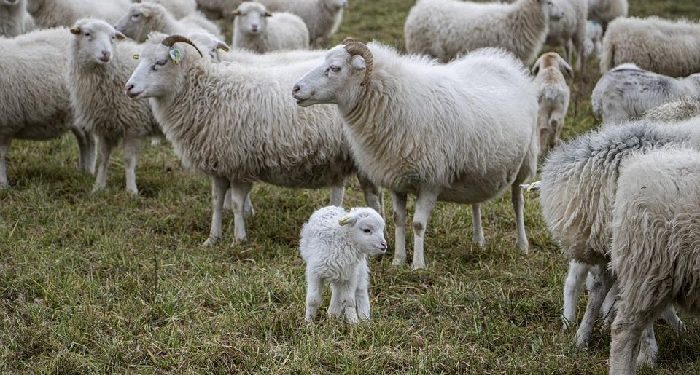 Ummu Mabad, Wanita Dermawan Pemilik Peternakan Domba