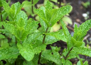 4 Makanan Pantangan untuk Ibu Menyusui Supaya Bayi Sehat dan ASI Lancar