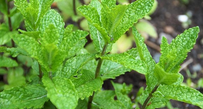 4 Makanan Pantangan untuk Ibu Menyusui Supaya Bayi Sehat dan ASI Lancar