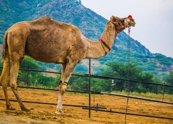 Kisah Al-Khawat bin Jubair, Lelaki Kemayu yang Senang Berkumpul dengan Perempuan