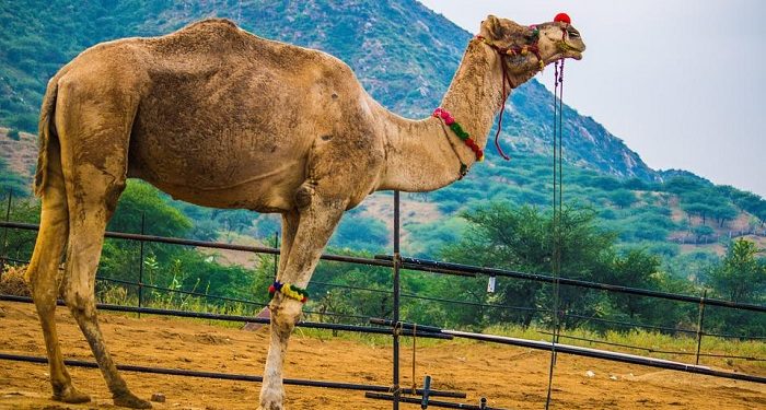 Kisah Al-Khawat bin Jubair, Lelaki Kemayu yang Senang Berkumpul dengan Perempuan