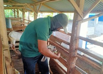 Pendampingan Ketat di Seluruh Balai Ternak Oleh BAZNAS