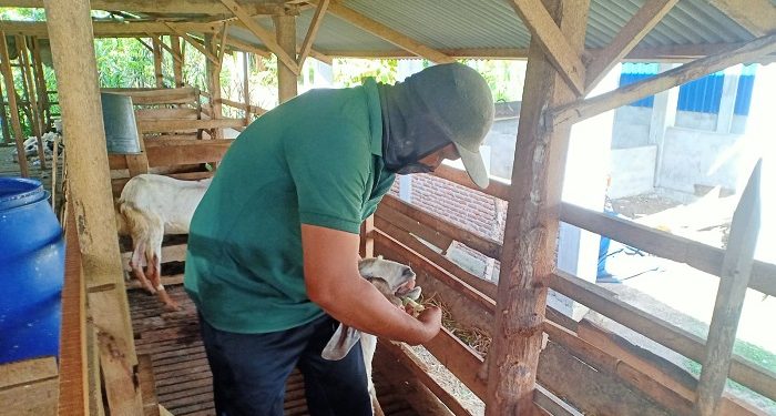 Pendampingan Ketat di Seluruh Balai Ternak Oleh BAZNAS