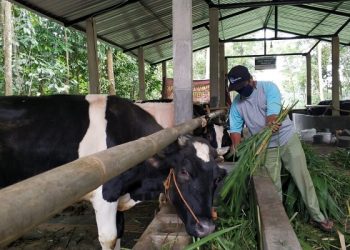 Pentingnya Edukasi Pencegahan Penyakit Mulut dan Kuku pada Hewan Ternak