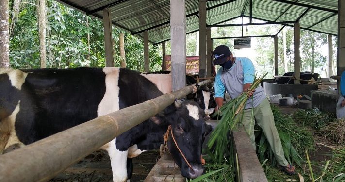 Pentingnya Edukasi Pencegahan Penyakit Mulut dan Kuku pada Hewan Ternak