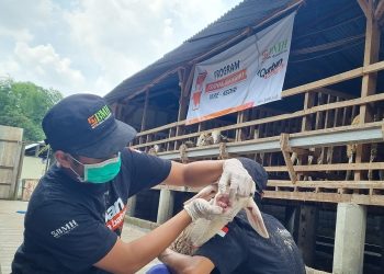 Laznas BMH Pastikan Hewan Qurban Bebas Penyakit Mulut dan Kuku