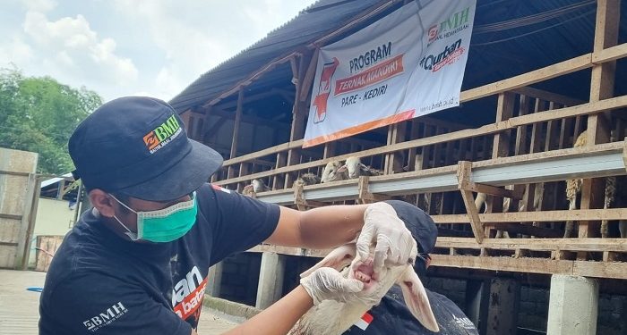 Laznas BMH Pastikan Hewan Qurban Bebas Penyakit Mulut dan Kuku