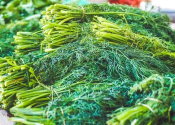 Manfaat Konsumsi Daun Adas bagi Kesehatan (Bag 2)