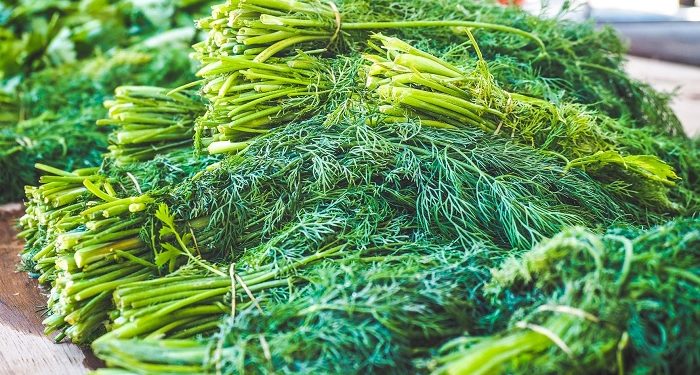 Manfaat Konsumsi Daun Adas bagi Kesehatan (Bag 2)