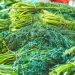 Manfaat Konsumsi Daun Adas bagi Kesehatan (Bag 2)