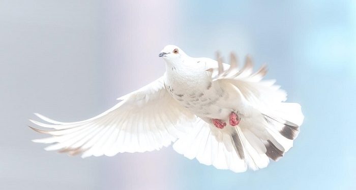 Bagai Sayap Burung yang Patah