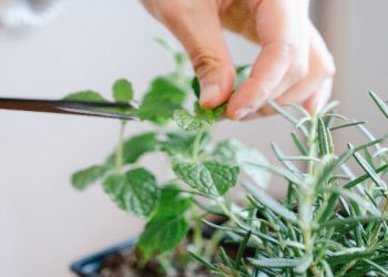 persyaratan tumbuhan bpom