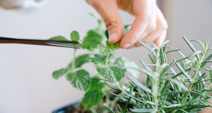 persyaratan tumbuhan bpom