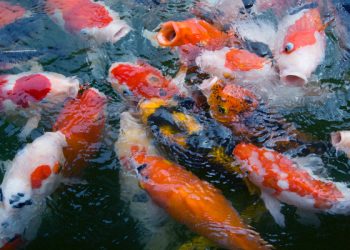 Tips sukses ternak ikan