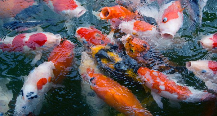 Tips sukses ternak ikan