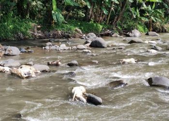 Puluhan Bangkai Hewan Ternak Dibuang di Sungai Serang