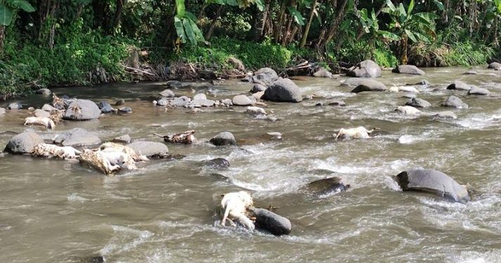 Puluhan Bangkai Hewan Ternak Dibuang di Sungai Serang